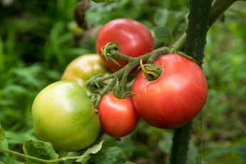 Картинка природа плоды помидорки томаты