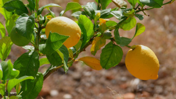 Картинка природа плоды лимоны