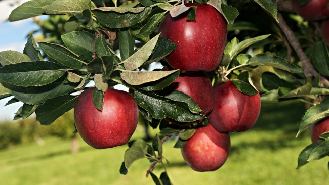 Обои картинки фото природа, плоды, яблочки