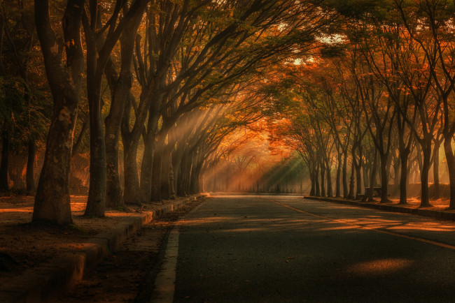 Обои картинки фото природа, дороги, свет, осень, деревья, парк, дорога