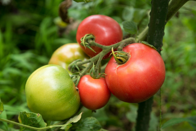 Обои картинки фото природа, плоды, помидорки, томаты