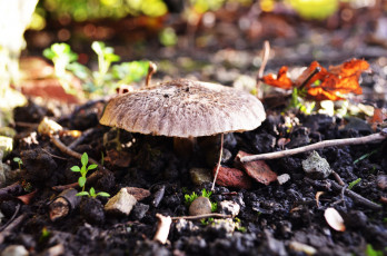 Картинка природа грибы гриб шляпка
