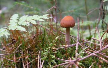 Картинка природа грибы лето macro гриб лес