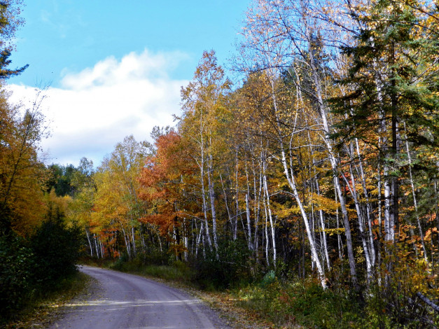 Обои картинки фото природа, дороги, дорога, проселочная, осень