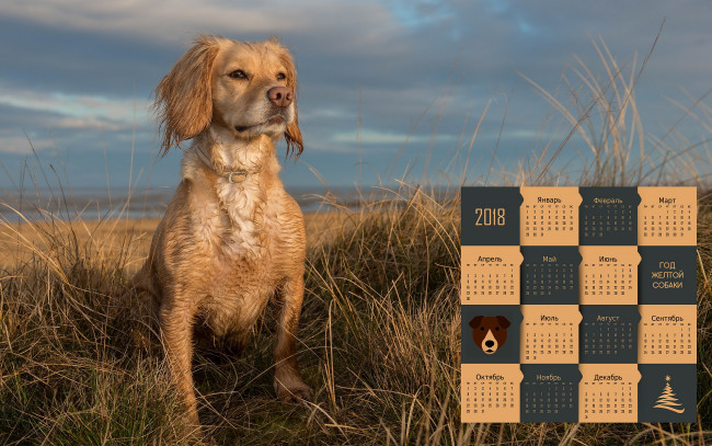 Обои картинки фото календари, животные, трава, собака, 2018, взгляд, природа