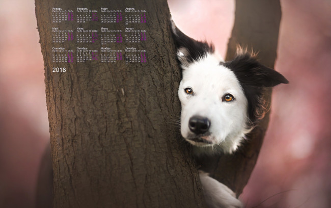 Обои картинки фото календари, животные, взгляд, морда, собака, 2018
