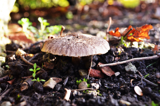 Обои картинки фото природа, грибы, гриб, шляпка