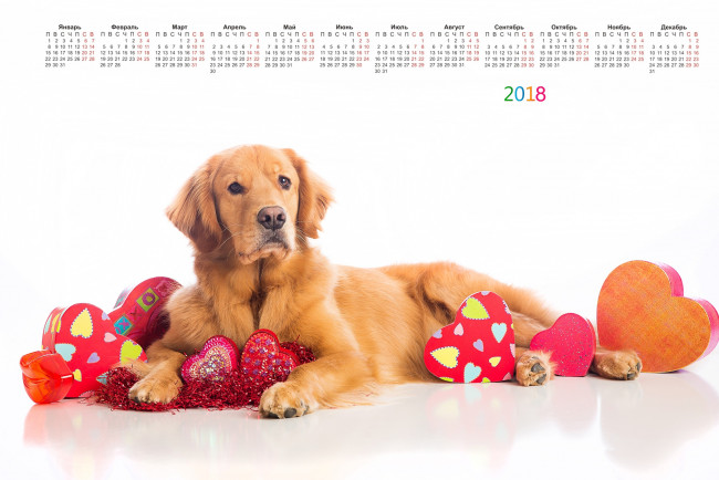 Обои картинки фото календари, животные, сердце, коробка, взгляд, собака, 2018