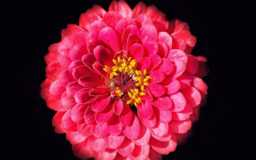 Картинка цветы цинния макро