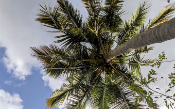 Картинка природа деревья пальма тропики