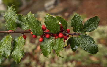 обоя holly berries, ilex opaca, американский остролист, природа, ягоды, holly, berries, ilex, opaca, американский, остролист