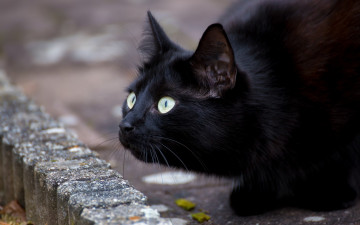 Картинка черный+кот животные коты кот животное фауна взгляд цвет поза