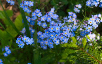 Картинка цветы незабудки голубые много