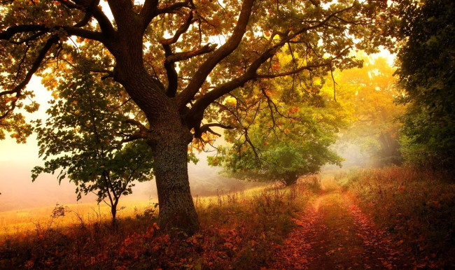 Обои картинки фото природа, лес, деревья, листья, дорога, осень