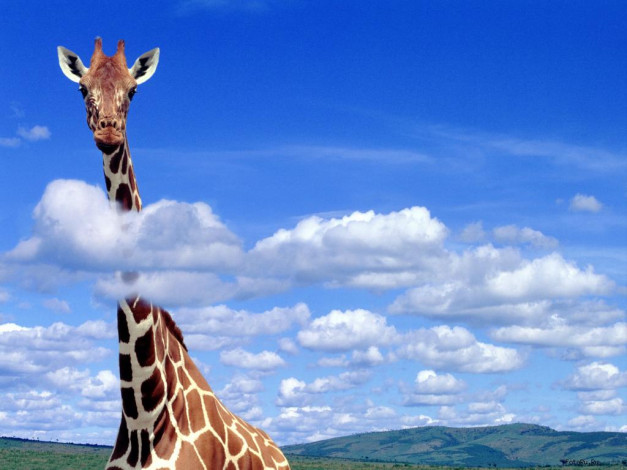 Обои картинки фото животные, жирафы