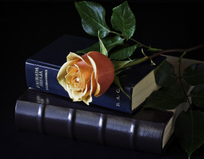 Картинка цветы розы желтый капли книги