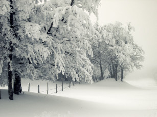 Картинка природа зима снег иней