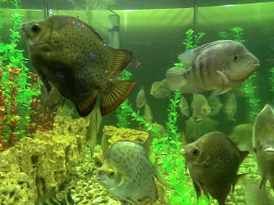 Картинка животные рыбы водоросли аквариум