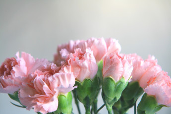 Картинка цветы гвоздики бледно-розовый капли