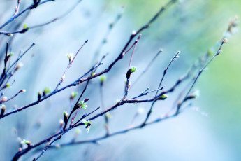 Картинка природа макро весна воздух свет небо листья веточки ветви легкость