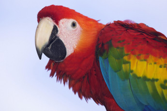 Картинка животные попугаи попугай ара