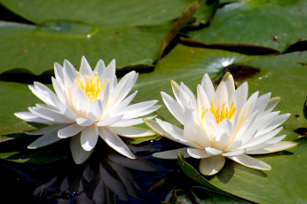 Картинка цветы лилии водяные нимфеи кувшинки листья белый вода