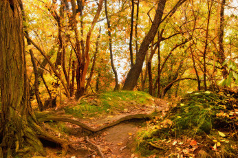 Картинка природа лес деревья осень листья