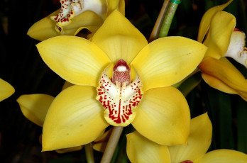 Картинка цветы орхидеи экзотика желтый