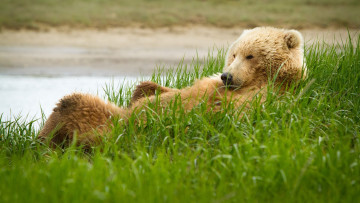 обоя животные, медведи, отдых, трава
