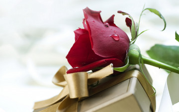 Картинка цветы розы подарок