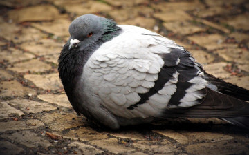 Картинка животные голуби нахохлившийся