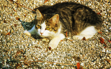 Картинка животные коты кошка камушки