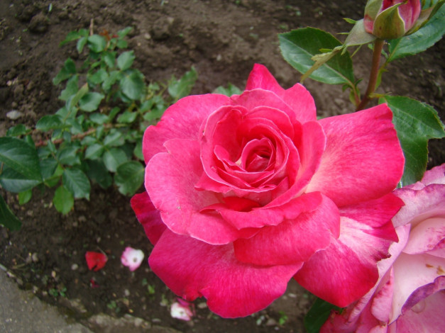 Обои картинки фото цветы, розы, белые, пятна, розовая