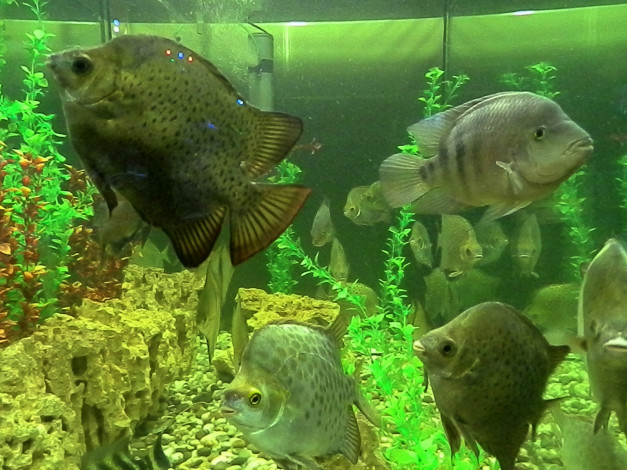 Обои картинки фото животные, рыбы, водоросли, аквариум