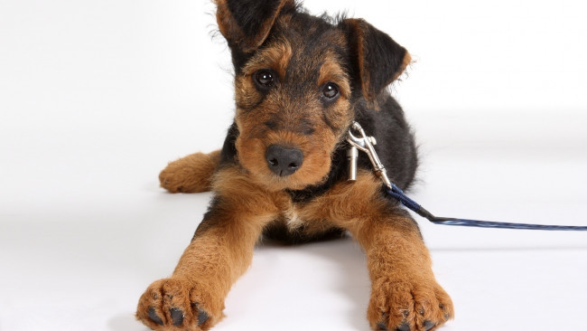 Обои картинки фото airedale, terrier, животные, собаки, песик, щенок, лежит, поводок