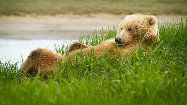Обои картинки фото животные, медведи, отдых, трава