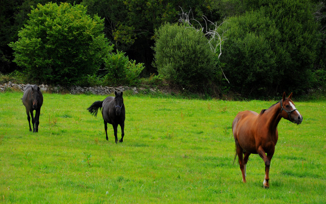 Обои картинки фото животные, лошади, трава, деревья