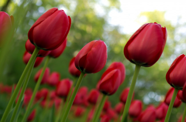 Обои картинки фото цветы, тюльпаны, красный, много