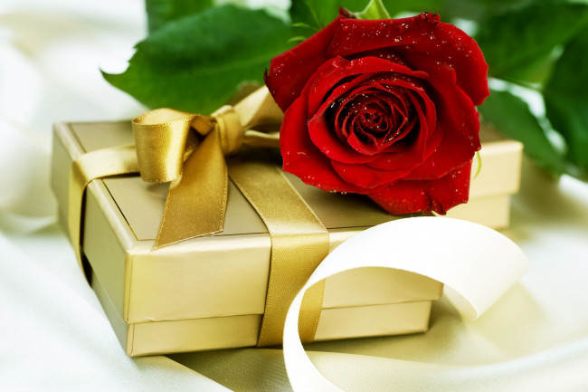 Обои картинки фото цветы, розы, подарок