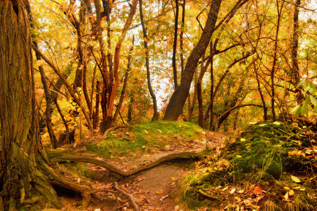 Обои картинки фото природа, лес, деревья, осень, листья
