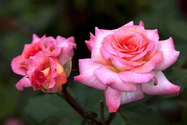 Обои картинки фото цветы, розы, розовый, лепестки, большой