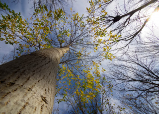 Картинка природа деревья листья ветки дерево облака небо осень ствол