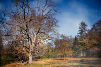 Картинка природа пейзажи поляна деревья осень
