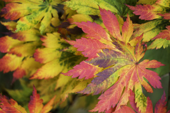 Картинка природа листья осень макро багрянец