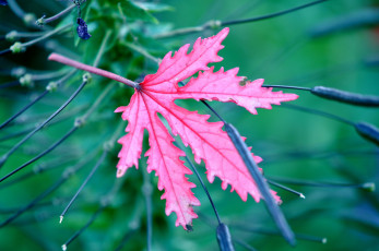 Картинка природа листья лист растение цвет