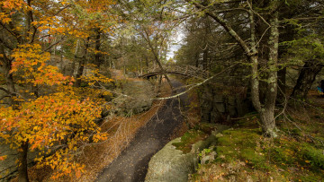 Картинка природа дороги овраг мост деревья