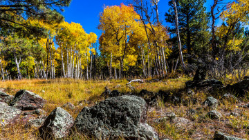 Картинка природа лес камни трава березы осень
