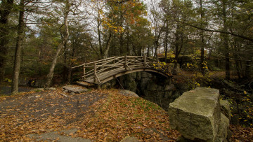 Картинка природа лес овраг мостик