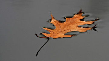 Картинка природа листья вода осень лист