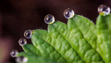 Картинка природа макро лист капли роса вода